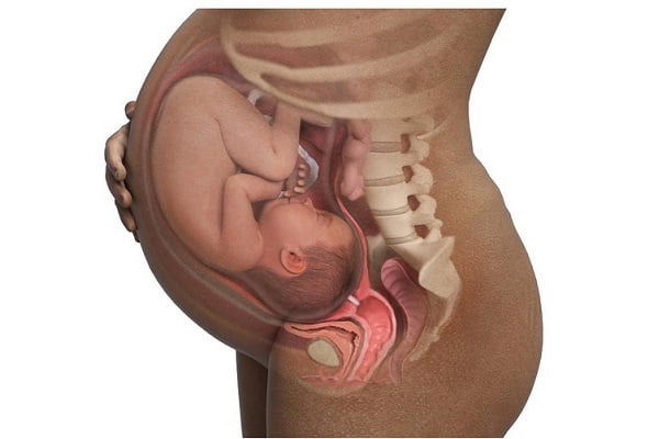 Thai nhi bao nhiêu tuần thì quay đầu