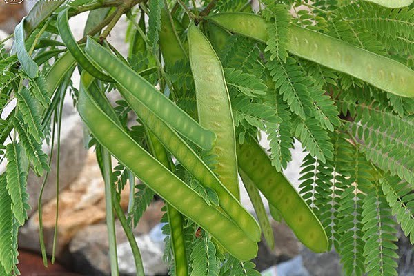 Cây bình linh trị bệnh gì? Những công dụng chữa bệnh bất ngờ