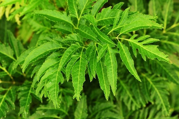 Công dụng của lá đinh lăng