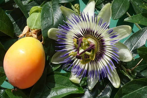 Người bị bệnh đau dạ dày có uống được cây lạc tiên không? 