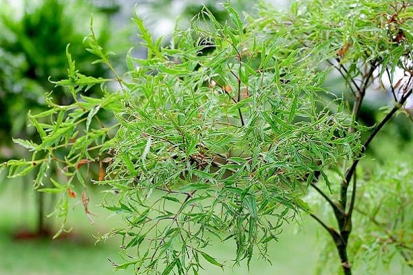 Lá đinh lăng có tác dụng gì? 13 tác dụng chữa bệnh tuyệt vời