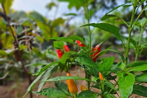 Lá ớt có ăn được không? Ăn lá ớt có tác dụng gì?