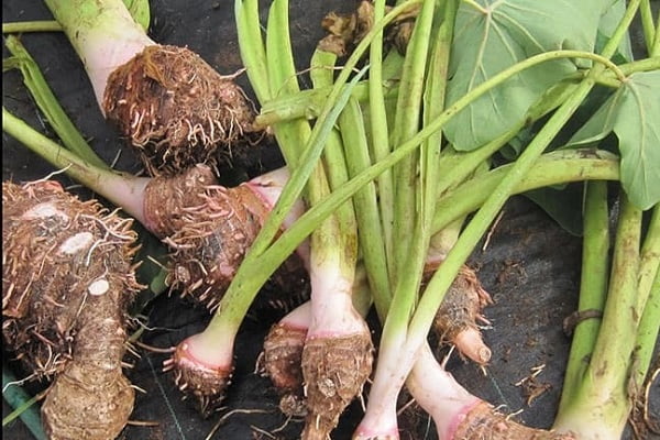 Lưu ý khi sử dụng nước củ ráy