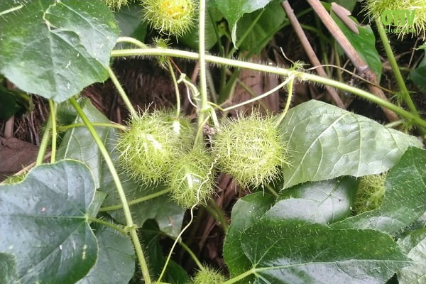 Tác dụng của cây lạc tiên đối với sức khỏe