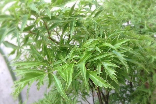 Tác dụng của lá đinh lăng