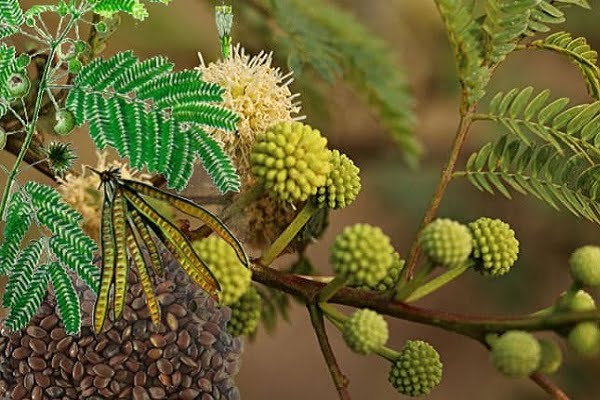 Tìm hiểu về cây bình linh