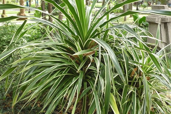 Tìm hiểu về cây dứa dại