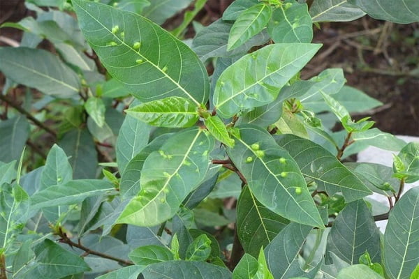 Tìm hiểu về lá sung