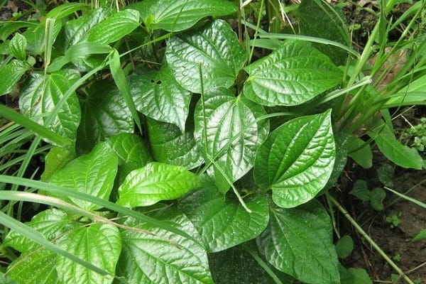 Ăn lá lốt có tác dụng gì