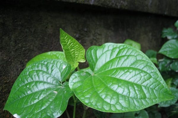 Mẹ bầu ăn lá lốt được không? Nên ăn như thế nào?