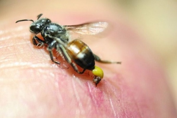 Uống gì giải độc khi bị ong đốt để giảm sưng, giảm đau?
