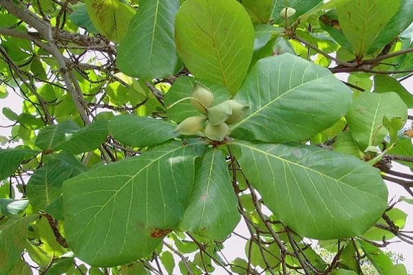 Uống nước lá bàng có tác dụng gì? Cách dùng ra sao?