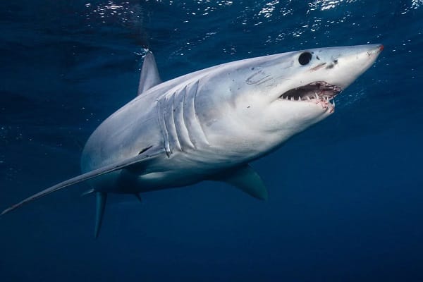 Cẩn trọng! Những ai KHÔNG NÊN uống sụn cá mập?